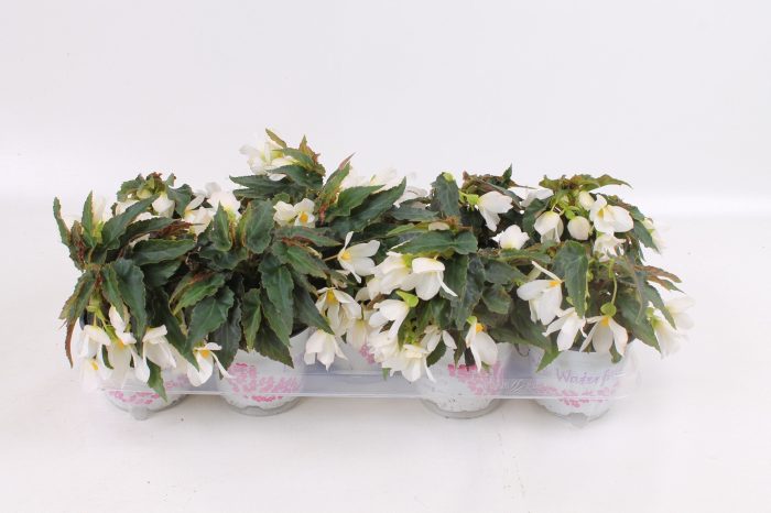 Begoniabeauvilia white floratino fust, D 12