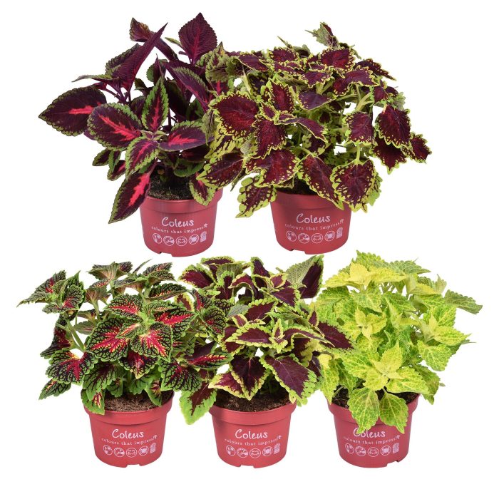 Coleus Main street mixlaag, D 13