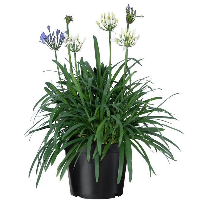 Nolina Agapanthus Ø 19 cm. Summer LoveTM Duo, D 19