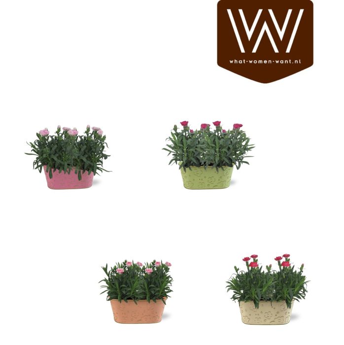 Collectie "Fruity Blend" Dianthus 19 cm in zinken duobakje Nova, D 19