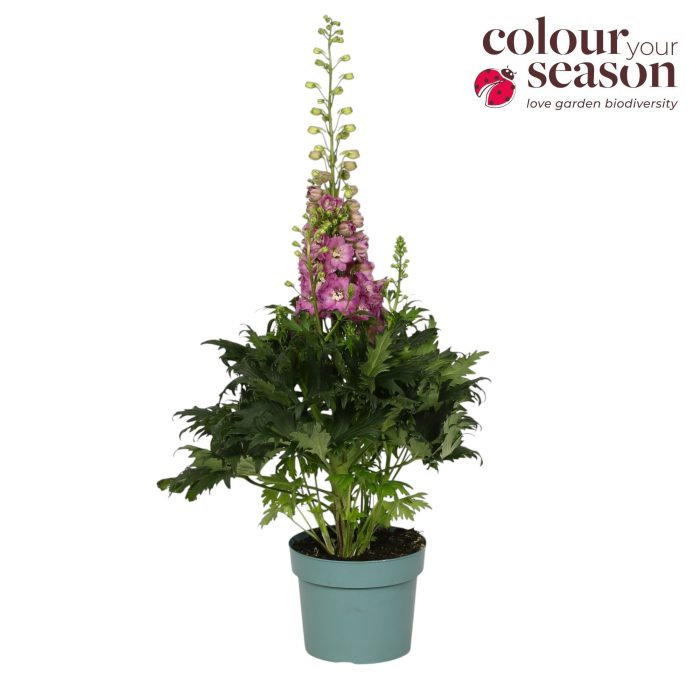 Delphinium Delgenius Chantay P19, D 19