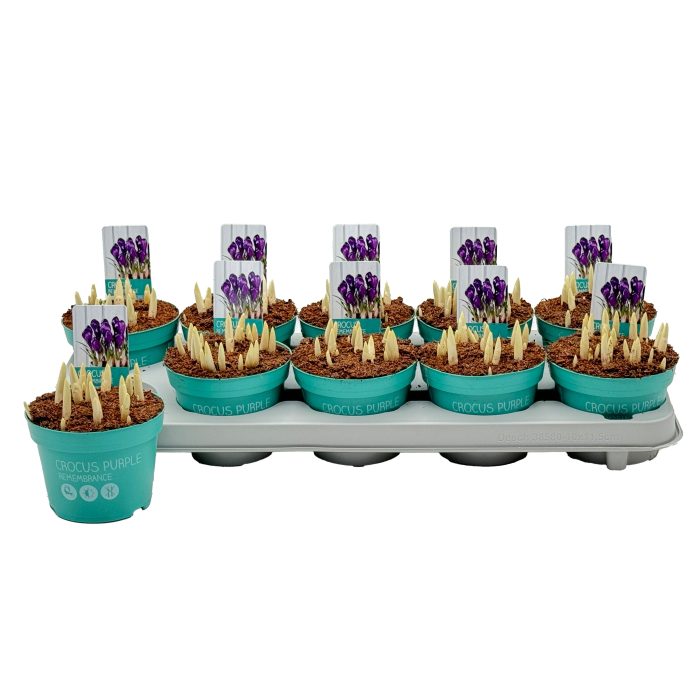 Crocus Remembrance 'Diamond Collection', D 12