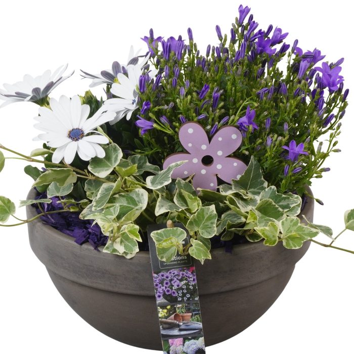 PTPP6930 Arrangement Patio in terracotta schaal, D 23