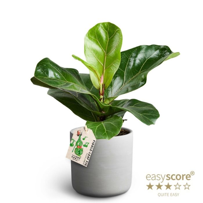 Raw Grey, Ficus lyrata, D 12