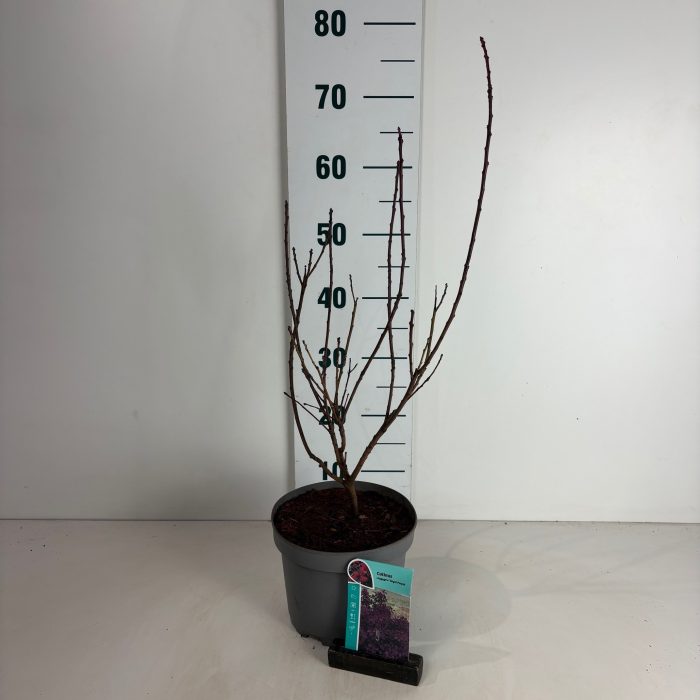 Cotinus coggygria Royal Purple, D 20