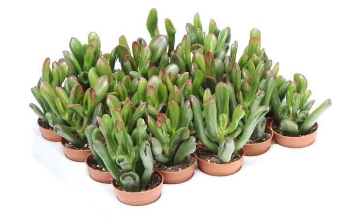 Crassula gollum, D 5,5