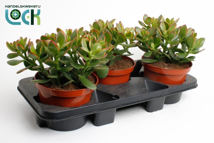 Crassula Ovata Sunset, D 17