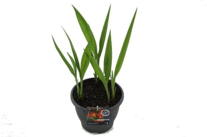Crocosmia Meteore, D 23
