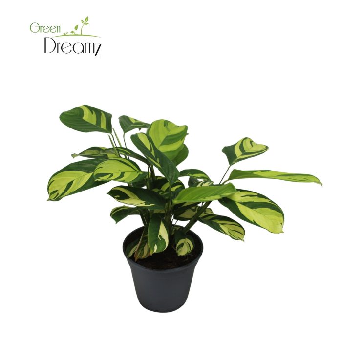 Ctenanthe Golden Mosaic, D 17