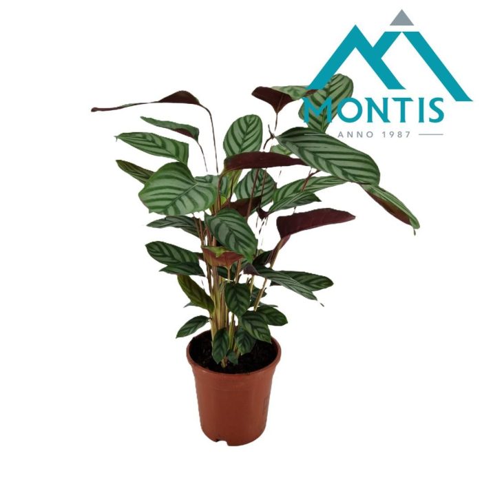Ctenanthe oppenheimiana 17 cm, D 17