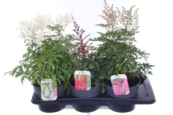 Astilbe mix, D 17