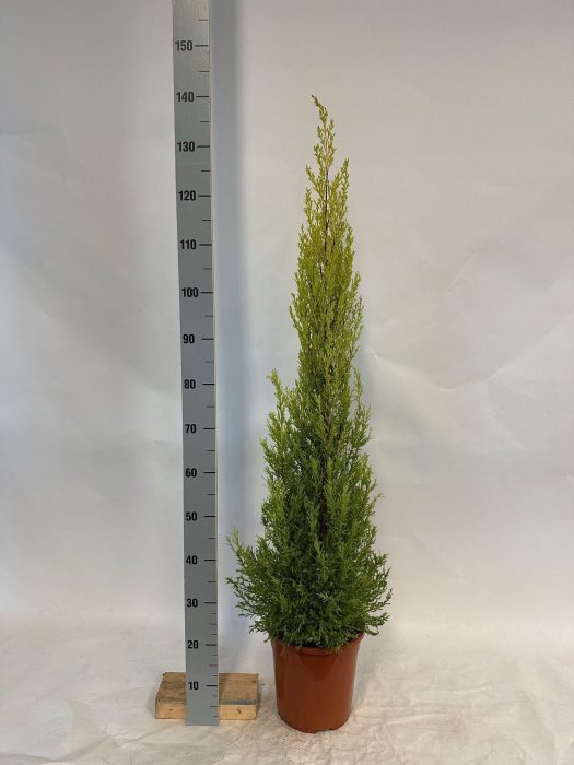 Cupressus Goldcrest Wilma 24 cm groot, D 24