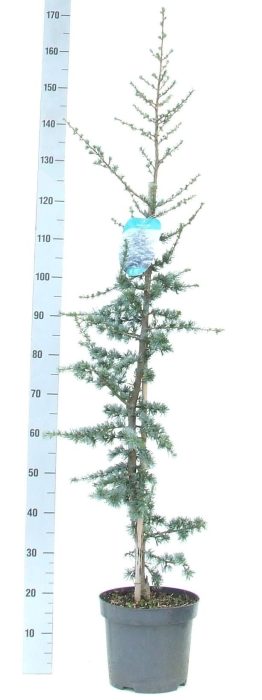 Cedrus libani 'Glauca' 120-140 P26, D 26