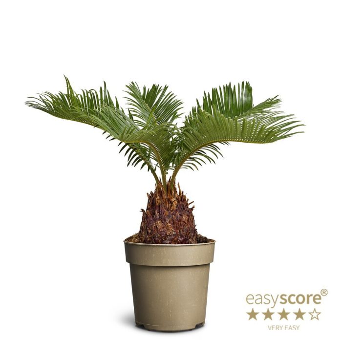 Cycas, D 14