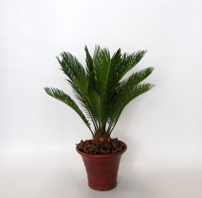 Cycas in hosta small bruin, D 19