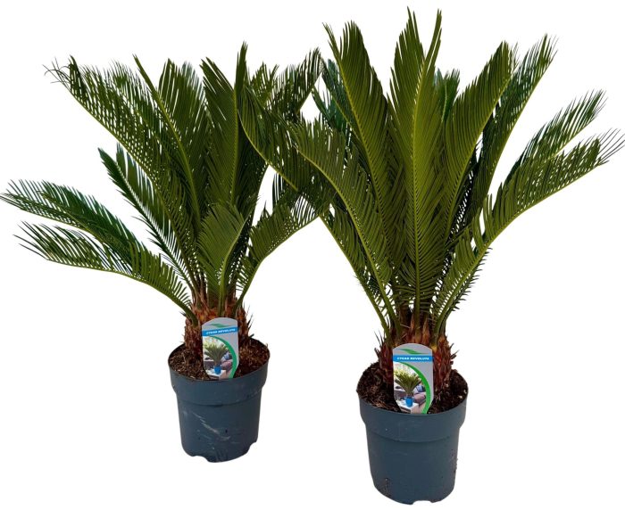 Cycas revoluta P17 XL, D 17