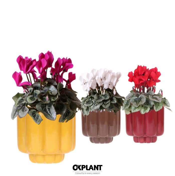 Cyclamen mix in Retro pot yellow mix, D 12