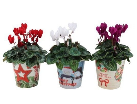 Cyclamen mix in smartcup Christmas, D 12