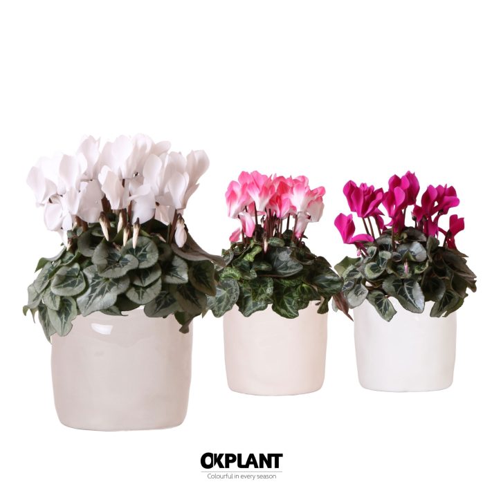 Cyclamen mix in Stones pot mix, D 12
