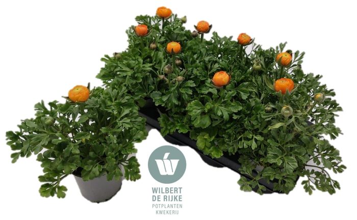 Ranunculus Oranje (Ranonkel), D 12