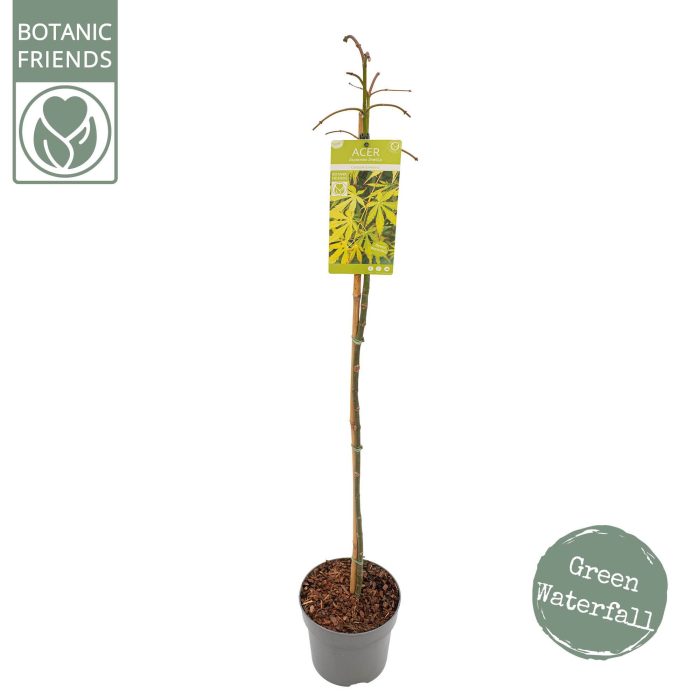 Acer palm. 'Cascade Emerald' ®, D 24