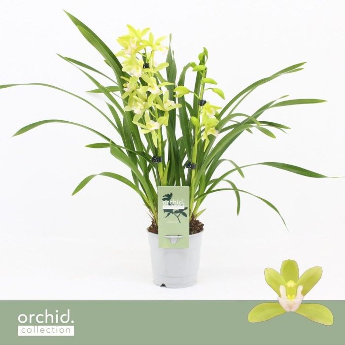 Cymbidium, Mint Source 2-spike 'Orchid Collection', D 12