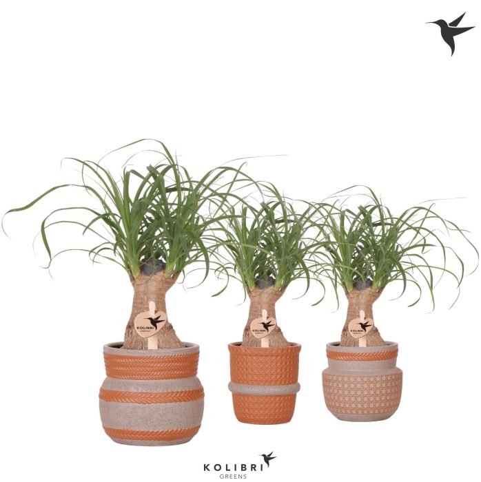Kolibri Greens Beaucarnea in Ethnic pot terracotta mix, D 9