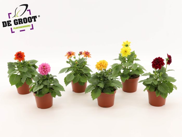 Dahlia (MIX PER LAAG OF PER KAR), D 12