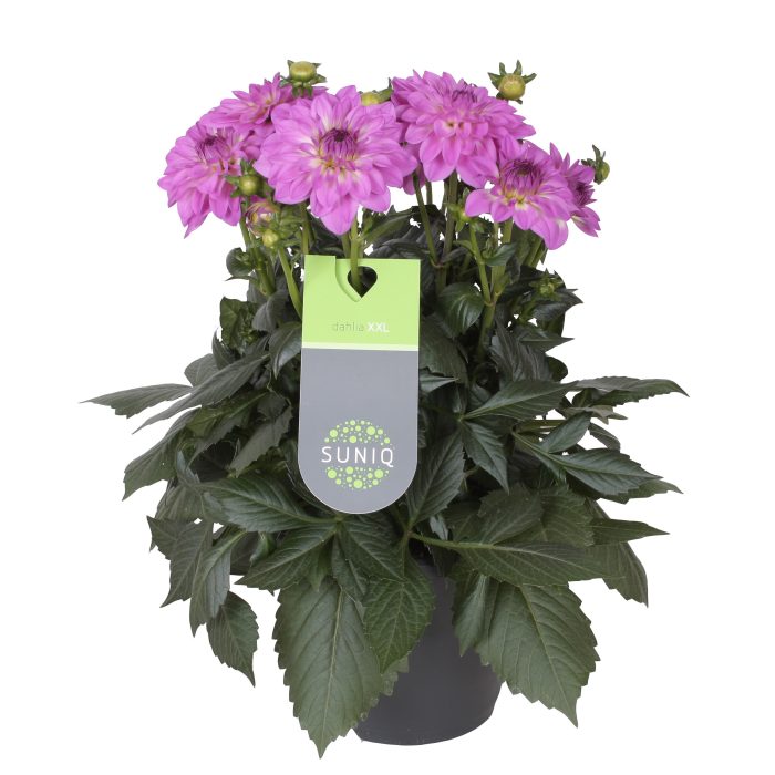 Dahlia Suniq XXL Milka Paars 23cm, D 23
