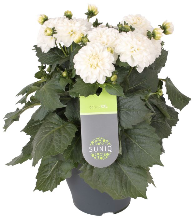 Dahlia Suniq XXL Wit 23cm in Deense doos, D 23