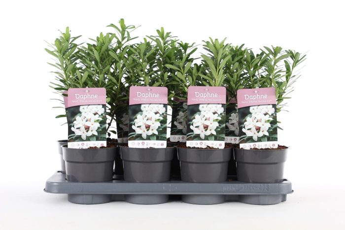 Daphne tr. 'Eternal Fragrance'® P13, D 13