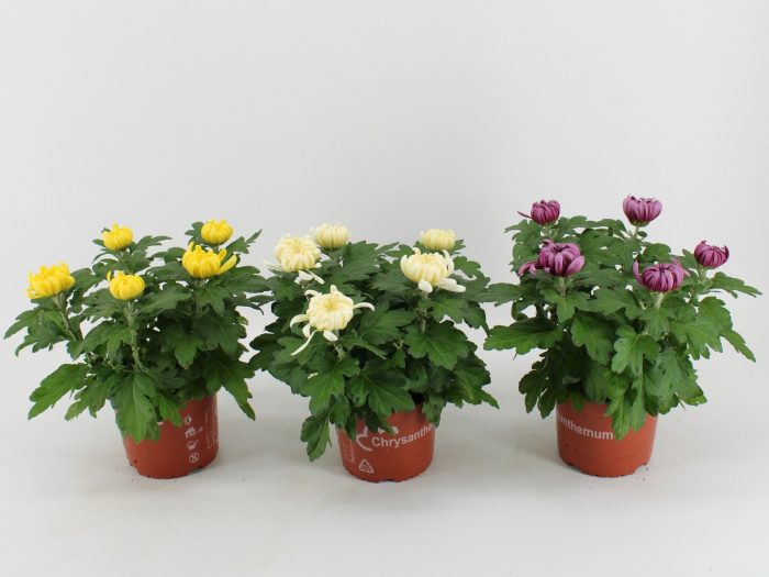 Deco Chrysant Cosmo Gemengd, D 15