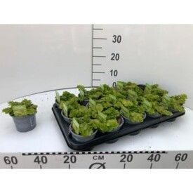 764 DVDS : Pot 10.5 cm Lysimachia Goldii, D 10,5