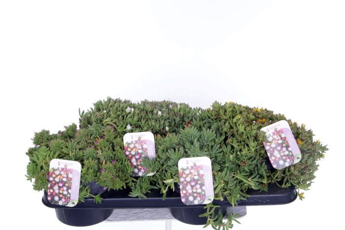 Delosperma Wheels of Wonder mix, D 17