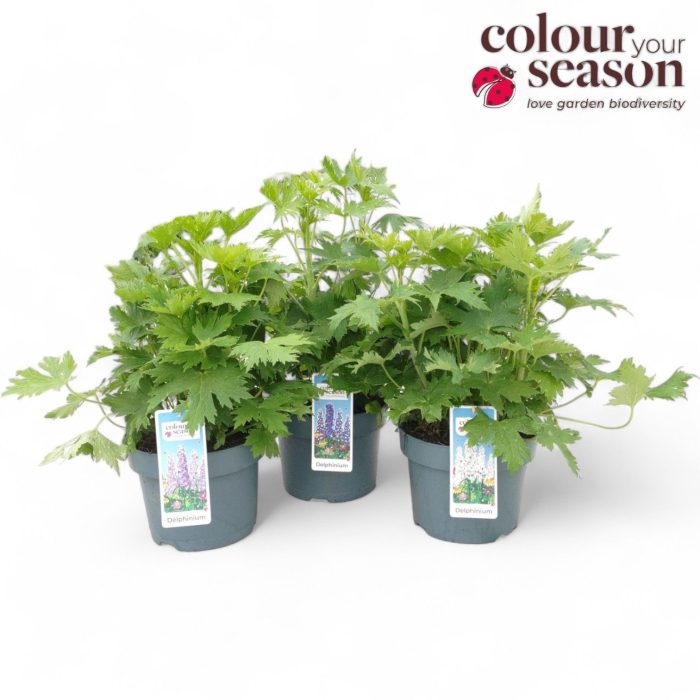 Delphinium P23, D 23