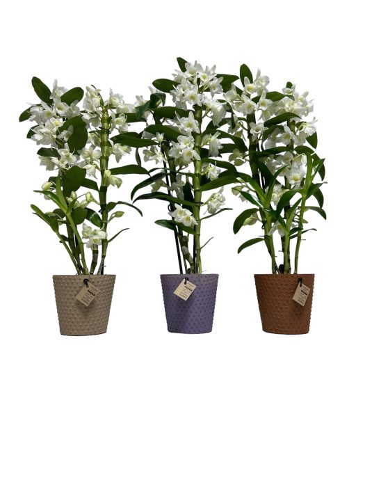 Dendrobium Nobile 2 stam Apollon in Paperpot 3 kleuren, D 12
