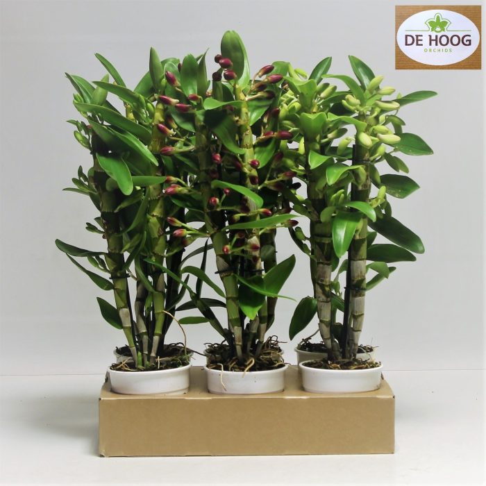Dendrobium Nobile Mix 2 stam 10+ tros DE Hoog Ecotray, D 12