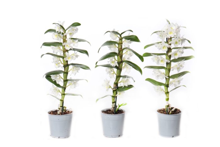 Dendrobium Nobilé, Basic Apollon 1-tak, D 12