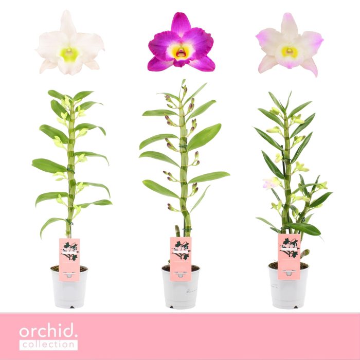 Dendrobium Nobilé, Mix 1-spike 'Orchid Collection', D 12