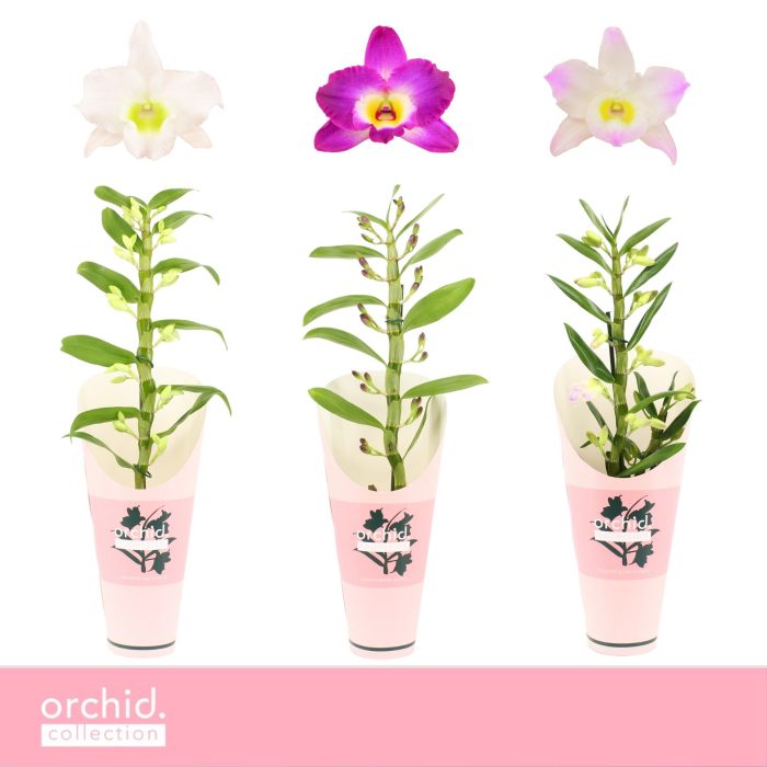 Dendrobium Nobilé, Mix 1-spike 'Orchid Collection' Potcover, D 12