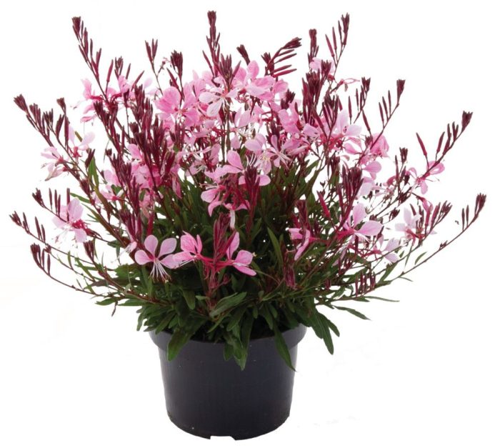 Gaura Pottburri T13, D 13