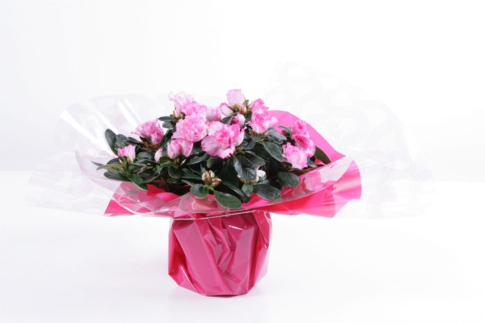 107 : Azalea mix kleuren p12 in rondella roze Flashy Vibes Valentijn / Moederdag, D 12