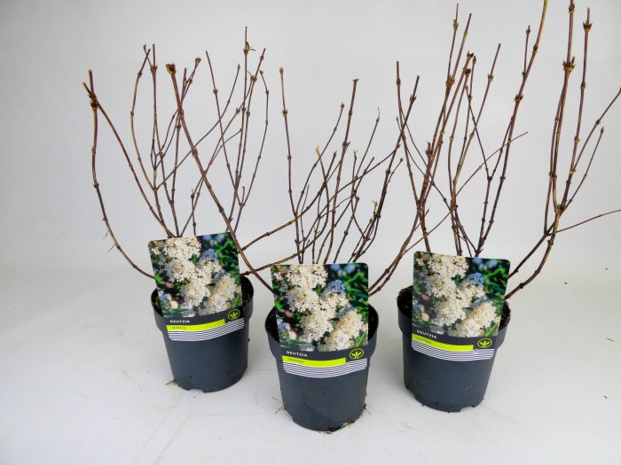 Deutzia Mixlaag, D 14