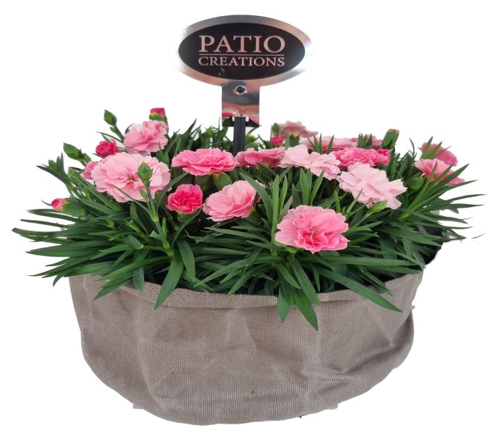 DI745-9323 Dianthus/Muehlenbeckia canvas rond, D 22