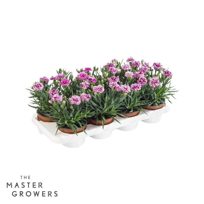 Dianthus caryophyllus 'Sissy', D 12