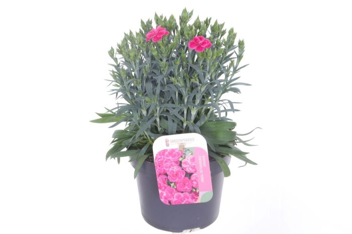 Dianthus caryophyllus Peman Fancy Cerise, D 13