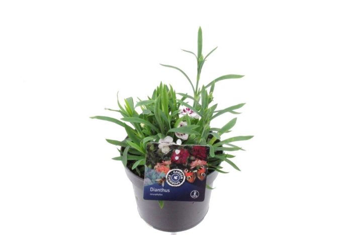 Dianthus caryophyllus Sprint Fancy White, D 13