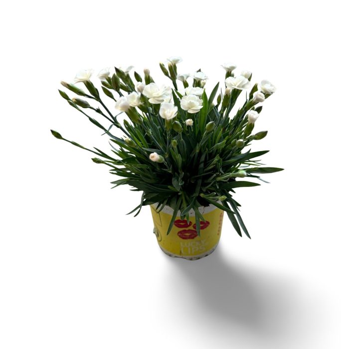 Dianthus Lucky Lips 'Lisa' 10,5 CM © Exclusief, D 10,5