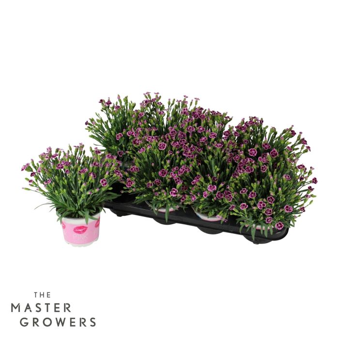 Dianthus Pink Kisses 12cm, D 12