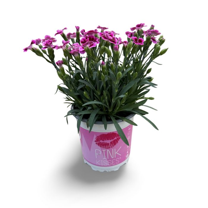 Dianthus Pink Kisses PO 10,5 CM ©, D 10,5